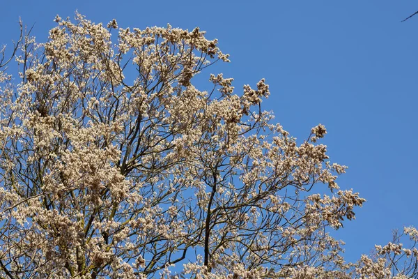 Ailanthus Altissima Strom Zimním Období — Stock fotografie