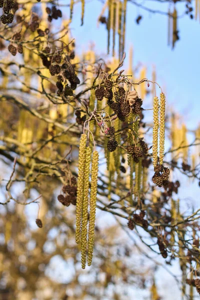 Alnus Glutinosa Tree Bloom — Stock Photo, Image