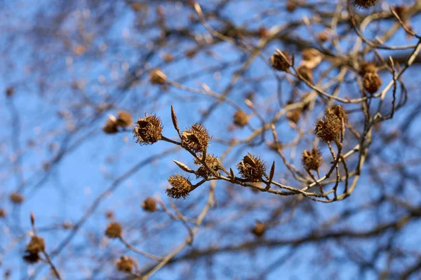 Fagus Sylvatica Baum Winter — Stockfoto