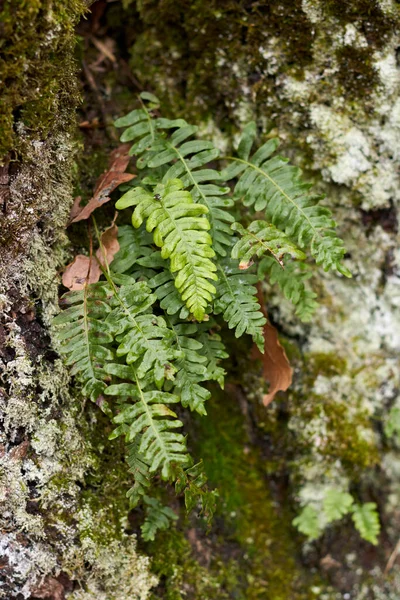 Polypodium Vulgare Plantes Dans Les Bois — Photo