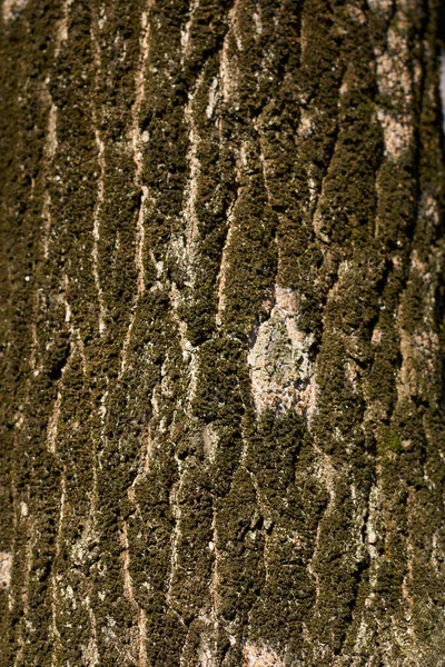 冬のクエルカス ロバー ファスティガータの木 — ストック写真