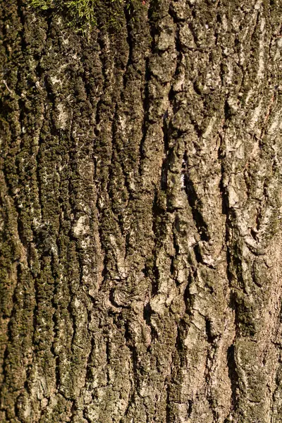 Quercus Robur Fastigiata Télen — Stock Fotó