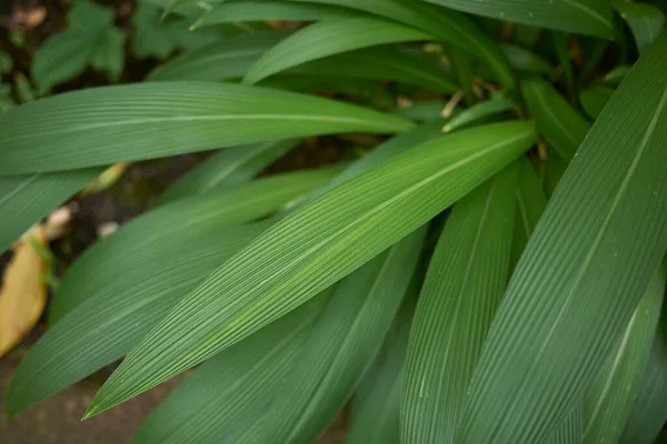 Setaria Palmifolia Textured Leaves — Stock Photo, Image