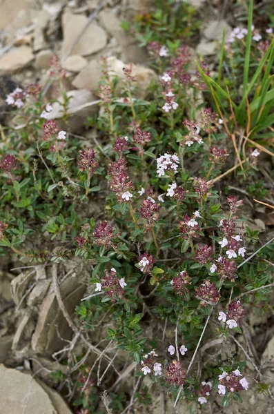 Thymus Longicaulis Flor —  Fotos de Stock