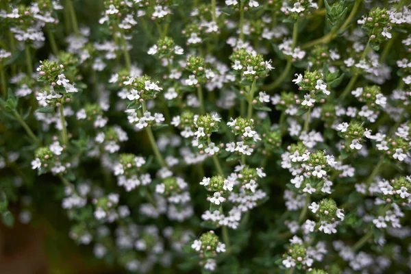 Zioło Thymus Vulgaris Rozkwicie — Zdjęcie stockowe