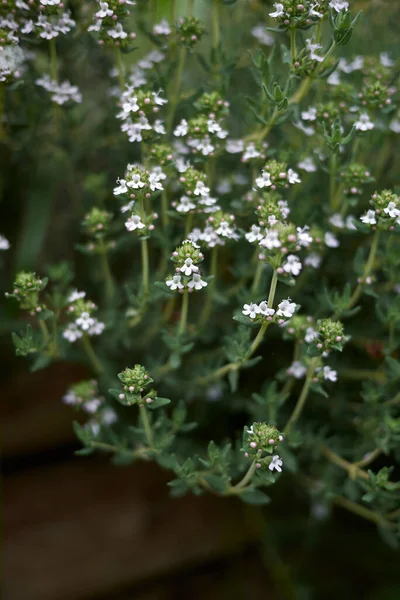 Thymus Vulgaris Herbe Fleur — Photo