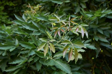 Casimiroa Edulis şubesini kapatın.