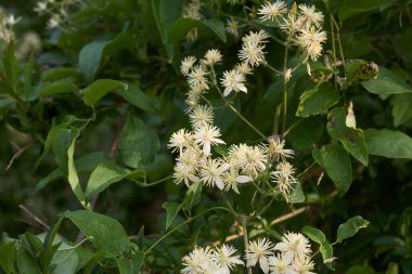 Clematis Vitalba çiçek açtı