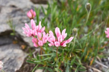 Trifolium alpinyumu çiçek açmış.