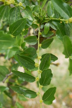 Ziziphus jujujuba ağacı çiçek açtı