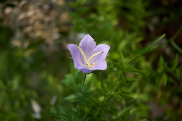 Campanula Persicifolia Purple Flowers — Stock Photo, Image