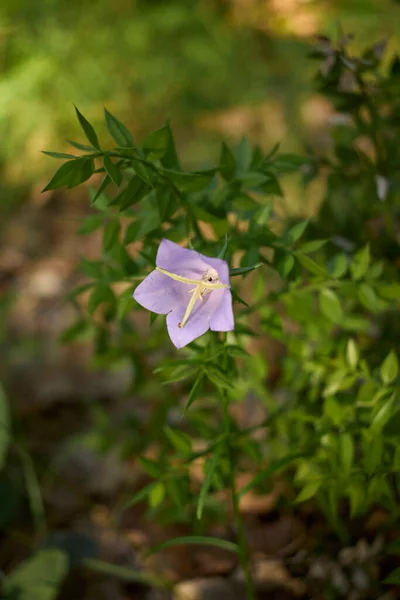 Campanula Persicifolia Purple Цветки — стоковое фото