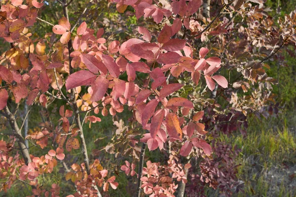 Fraxinus Ornus Foliage Autumn — Stock Photo, Image