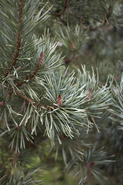 Pinus Sylvestris Oddział Zamknąć — Zdjęcie stockowe