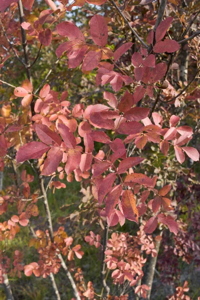 Feuillage Fraxinus Ornus Automne — Photo