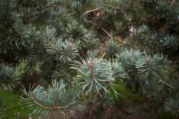 Pinus Sylvestris Zweig Aus Nächster Nähe — Stockfoto