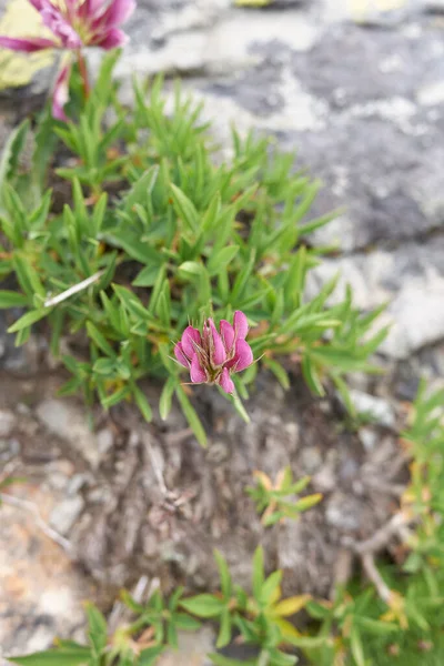 Trifolium Alpinum Bloei — Stockfoto