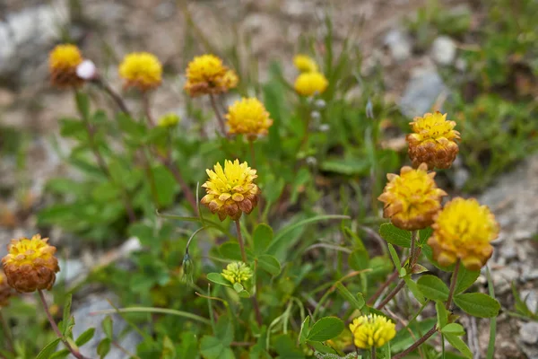 Trifolium Badium Inflorescencia Amarilla —  Fotos de Stock