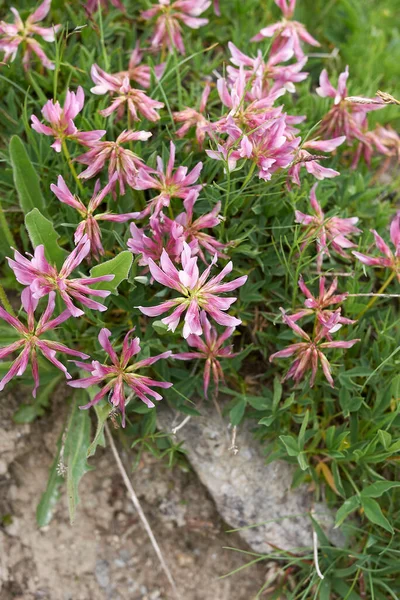 Trifoliumalpinum Blom — Stockfoto