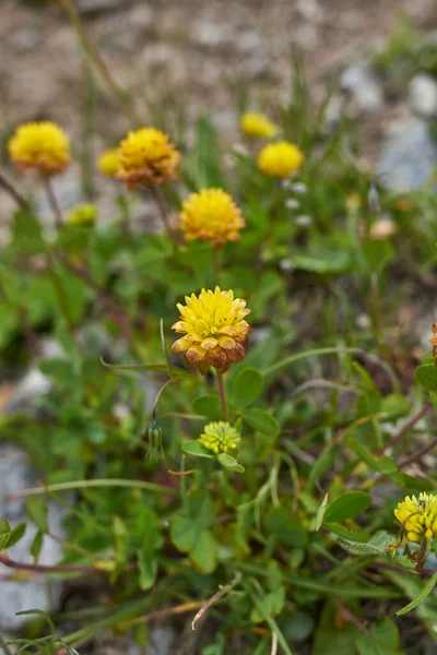 Trifolium Badium Sarı Cilt Bakımı — Stok fotoğraf