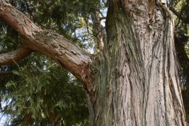 Calocedrus akıntıyı azaltır dal ve gövdeyi kapatır