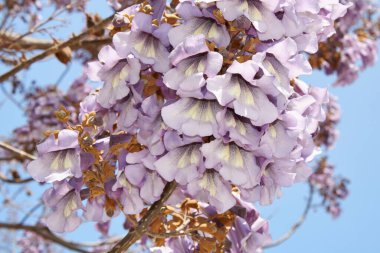Paulownia tomentosa ağacının leylak çiçeği