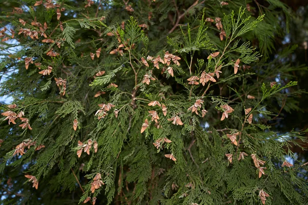 Calocedrus Decurrens Branche Gros Plan — Photo