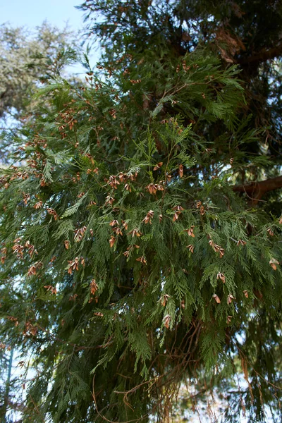 红斑狼疮分枝和树干紧密相连 — 图库照片