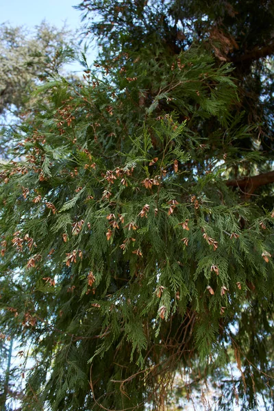 Calocedrus Decurrens Υποκατάστημα Και Κορμός Κοντά — Φωτογραφία Αρχείου