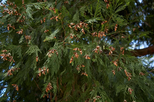 Calocedrus Decurrens Tak Stam Close — Stockfoto