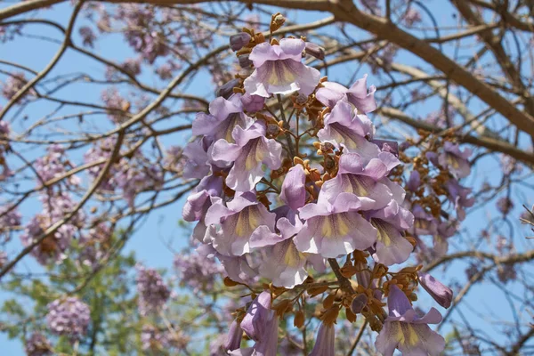 Άνθος Πασχαλιάς Του Δέντρου Paulownia Tomentosa — Φωτογραφία Αρχείου