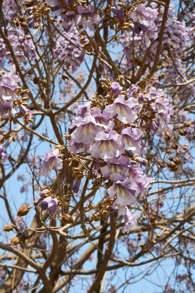 Liliowy Kwiat Drzewa Paulownia Tomentosa — Zdjęcie stockowe