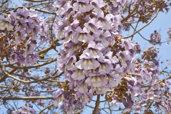 Lilac Blossom Paulownia Tomentosa Tree — Stock Photo, Image