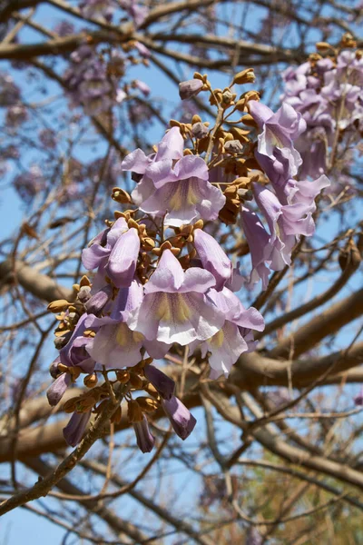 Lilac Blossom Paulownia Tomentosa Tree — Stock Photo, Image