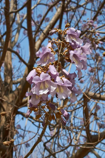 Liliowy Kwiat Drzewa Paulownia Tomentosa — Zdjęcie stockowe