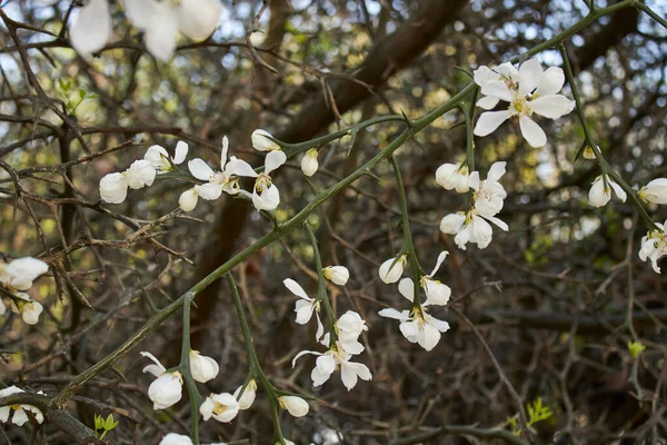 Rama Poncirus Trifoliata Con Flor Blanca — Foto de Stock
