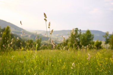 Dactylis glomerata çiçeği açmış