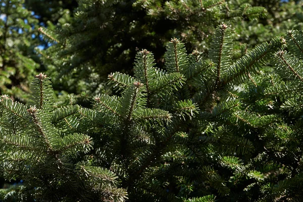Abies Alba Branch Trunk Close — Stock Photo, Image