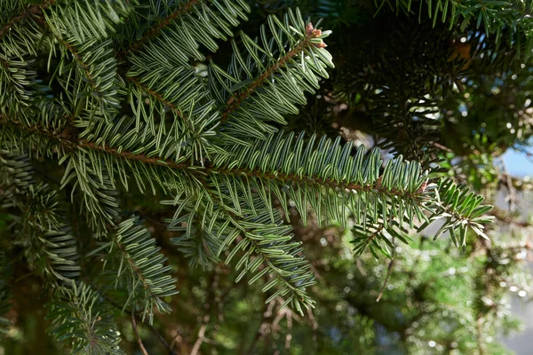 Abies Alba Ramo Tronco Vicino — Foto Stock