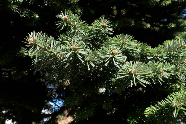 Abies Alba Branche Tronc Fermer — Photo