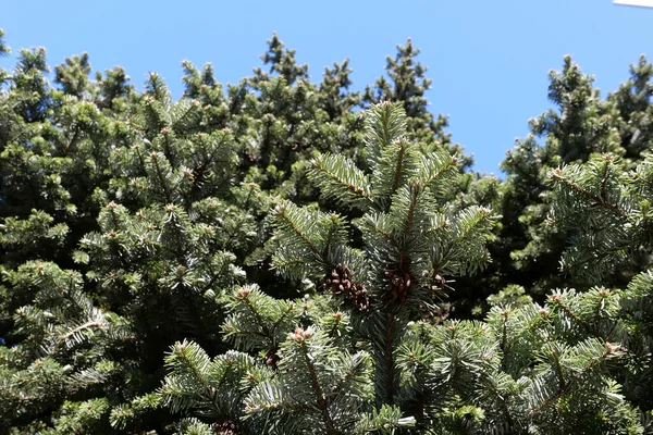 Abies Alba Gałąź Tułów Zbliżenie — Zdjęcie stockowe