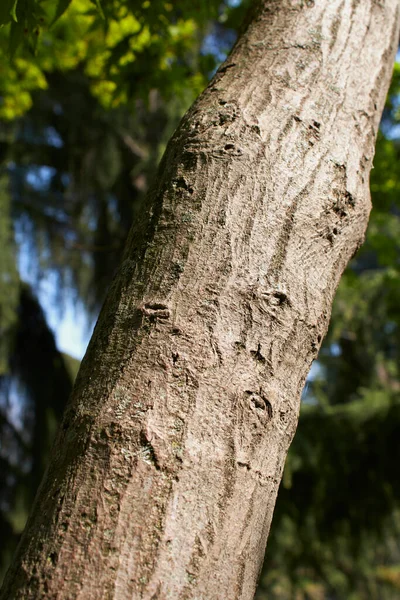 Acer Palmatum Větev Kufr Zavřít — Stock fotografie