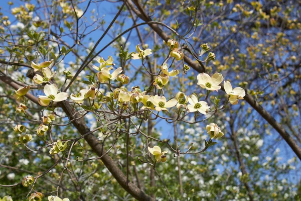 Arbusto Cornus Florida Flor — Foto de Stock