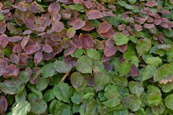 Epimedium Versicolor Renkli Yeşillik — Stok fotoğraf