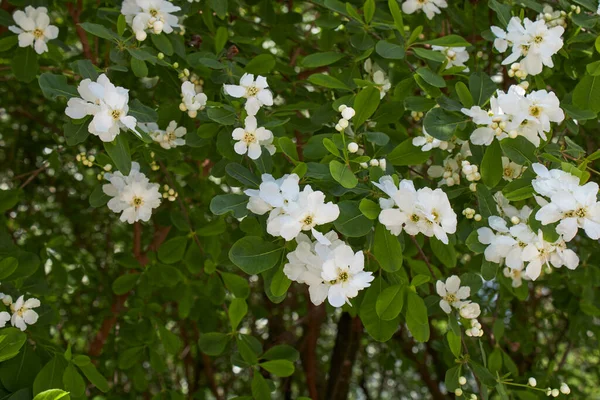 Exochorda Racemosa Strauch Voller Blüte — Stockfoto