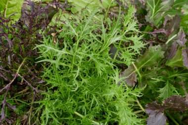 Brassica rapa var. Niposinica taze yaprakları