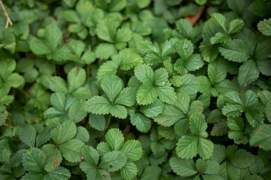 Duchesnea indica desenli yapraklar