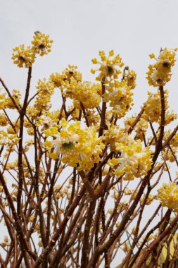 Edgeworthia chrysantha çalılarının sarı çiçekleri