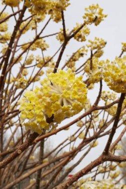 Edgeworthia chrysantha çalılarının sarı çiçekleri