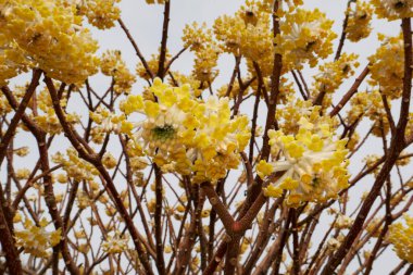 Edgeworthia chrysantha çalılarının sarı çiçekleri